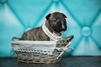 Miniature Bull Terrier Puppy