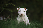 Miniature Bull Terrier Puppy
