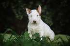 Miniature Bull Terrier Puppy