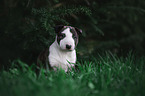 Miniature Bull Terrier Puppy