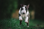 Miniature Bull Terrier Puppy