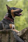 lying Miniature Bullterrier