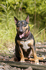 sitting Miniature Bullterrier