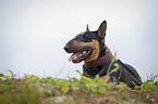 lying Miniature Bullterrier