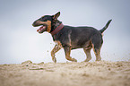 running Miniature Bullterrier