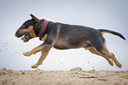 running Miniature Bullterrier