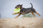 running Miniature Bullterrier
