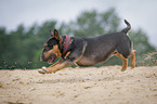 running Miniature Bullterrier