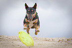 running Miniature Bullterrier