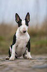 young Miniature Bullterrier