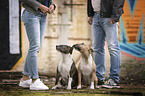 Miniature Bullterrier