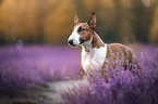 standing Miniatur Bull Terrier