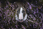 Miniature Bull Terrier