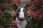 Miniature Bull Terrier
