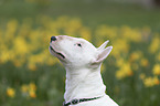 Miniatur Bullterrier portrait