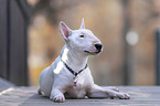 lying Miniatur Bullterrier