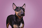 Miniature Bull Terrier in front of pink background