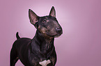Miniature Bull Terrier in front of pink background