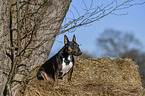sitting Miniature Bull Terrier