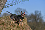 standing Miniature Bull Terrier