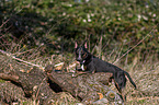 Miniature Bull Terrier