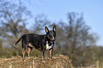 standing Miniature Bull Terrier