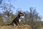 sitting Miniature Bull Terrier