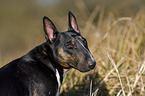 Miniature Bull Terrier portrait
