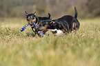 running Miniature Bull Terrier