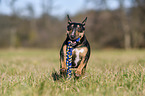 running Miniature Bull Terrier