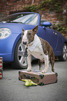 standing Miniature Bull Terrier