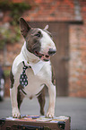 standing Miniature Bull Terrier