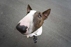 Miniature Bull Terrier