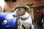 standing Miniature Bull Terrier