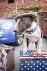 standing Miniature Bull Terrier
