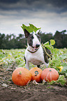 standing Miniature Bull Terrier