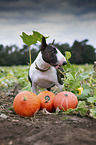 standing Miniature Bull Terrier
