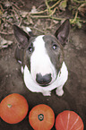 sitting Miniature Bull Terrier