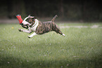 running Miniature Bull Terrier