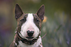 Miniature Bull Terrier portrait