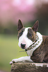 lying Miniature Bull Terrier