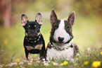 Miniature Bull Terrier and French Bulldog