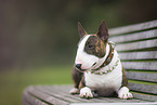 lying Miniature Bull Terrier