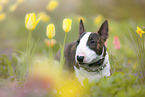 Miniature Bull Terrier