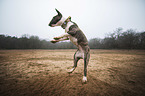 playing Miniature Bull Terrier