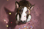 sitting Miniature Bull Terrier