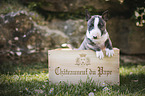 Miniature Bull Terrier Puppy in a box