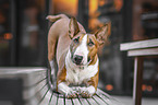 Miniature Bull Terrier shows trick