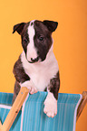 Miniature Bull Terrier Puppy