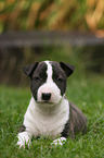 lying Miniature Bull Terrier Puppy